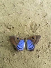 Mesosemia telegone telegone