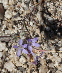 Eriastrum eremicum eremicum