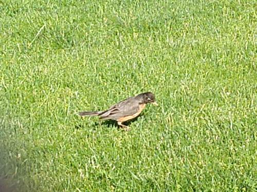 photo of American Robin (Turdus migratorius)