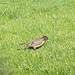 photo of American Robin (Turdus migratorius)