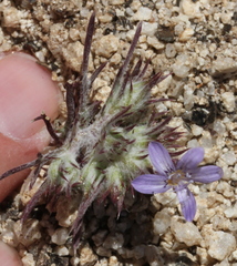 Eriastrum eremicum eremicum