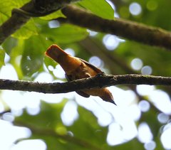 Edolisoma schisticeps