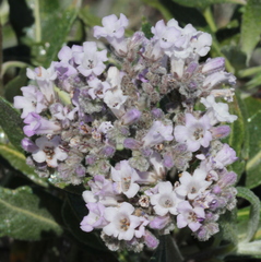 Eriodictyon trichocalyx lanatum