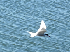 Sterna hirundo