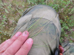 Festuca valesiaca