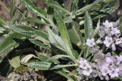 Eriodictyon trichocalyx lanatum