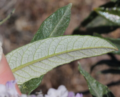 Eriodictyon trichocalyx lanatum