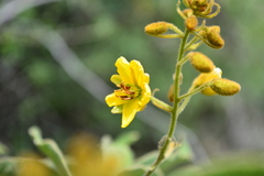 Senna villosa