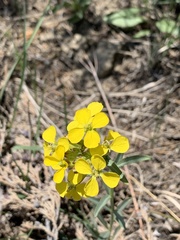 Erysimum asperum