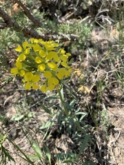 Erysimum asperum