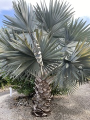 Bismarckia