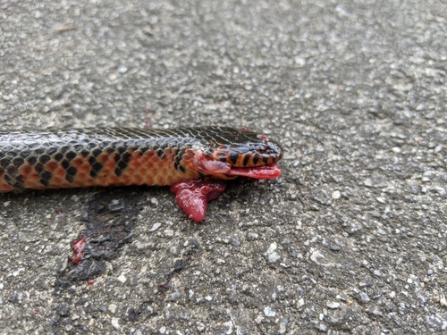 Eastern Mudsnake photographed in South Carolina