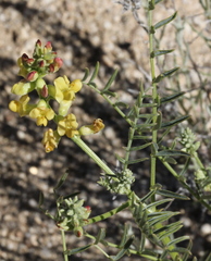 Astragalus douglasii perstrictus