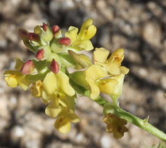 Astragalus douglasii perstrictus