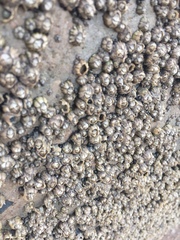 Chthamalus dentatus