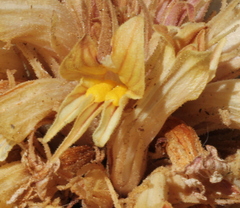 Aphyllon californicum feudgei
