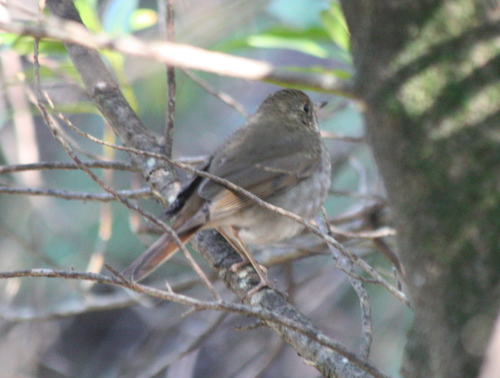 Catharus guttatus