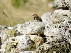 Anthus pratensis