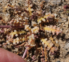 Aphyllon californicum feudgei