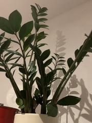 Zamioculcas