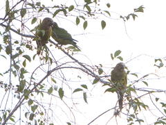 Eupsittula pertinax