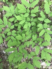 Actaea pachypoda