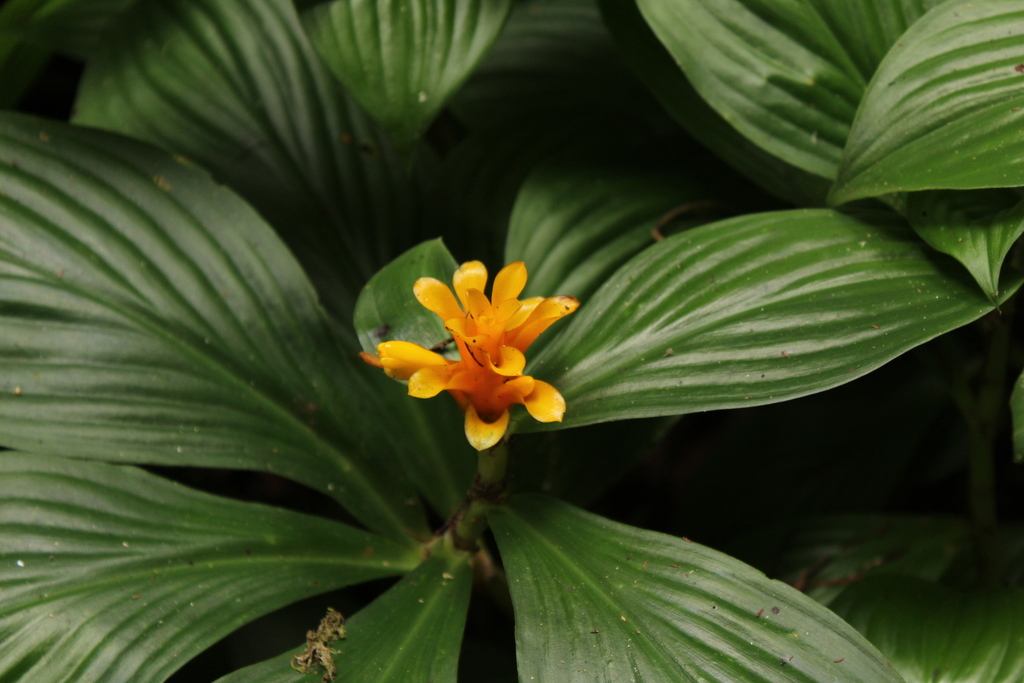 Chamaecostus curcumoides