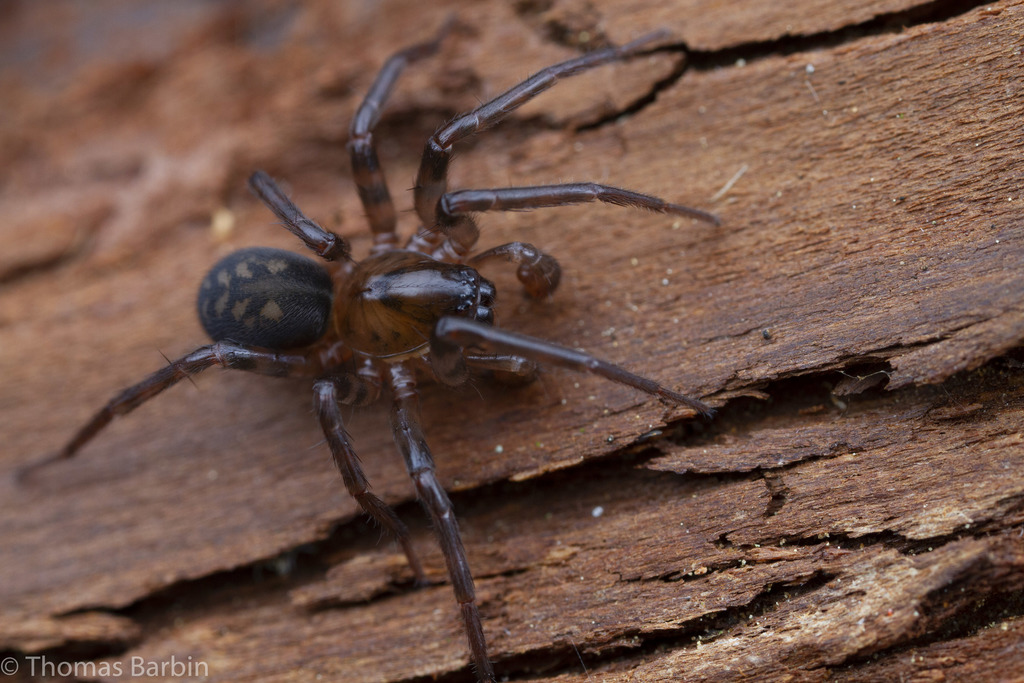 Owl Woodland Spider