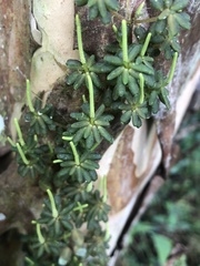 Peperomia caespitosa