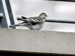 Motacilla alba