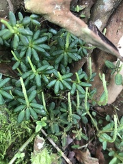 Peperomia caespitosa