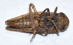 Paraphlepsius continuus