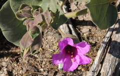 Mirabilis multiflora pubescens
