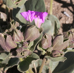 Mirabilis multiflora pubescens