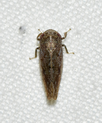 Paraphlepsius continuus