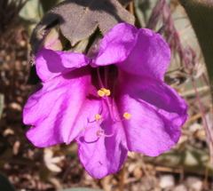 Mirabilis multiflora pubescens