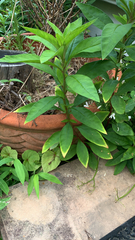 Lysimachia clethroides