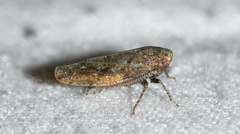 Paraphlepsius continuus