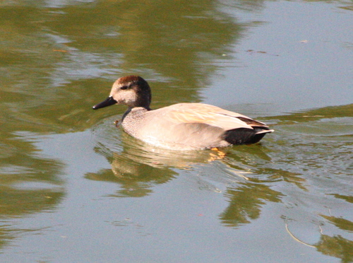 Mareca strepera