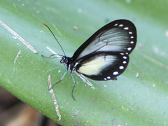 Hyalyris coeno