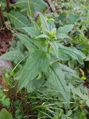 Campanula trachelium