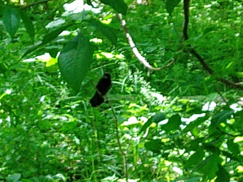 photo of American Crow (Corvus brachyrhynchos)