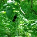 photo of American Crow (Corvus brachyrhynchos)