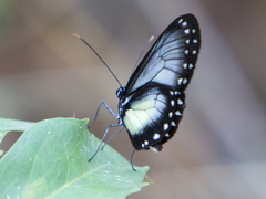 Hyalyris coeno
