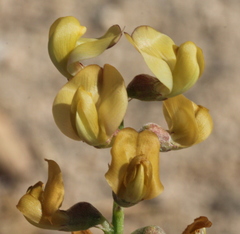 Astragalus douglasii perstrictus