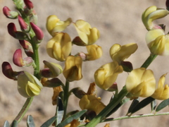 Astragalus douglasii perstrictus