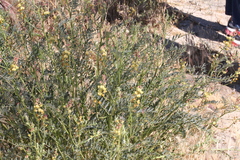 Astragalus douglasii perstrictus
