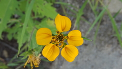 Sclerocarpus divaricatus