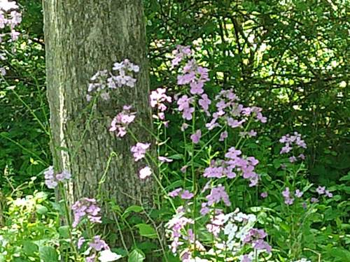 photo of Dame's Rocket (Hesperis matronalis)