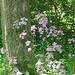 photo of Dame's Rocket (Hesperis matronalis)